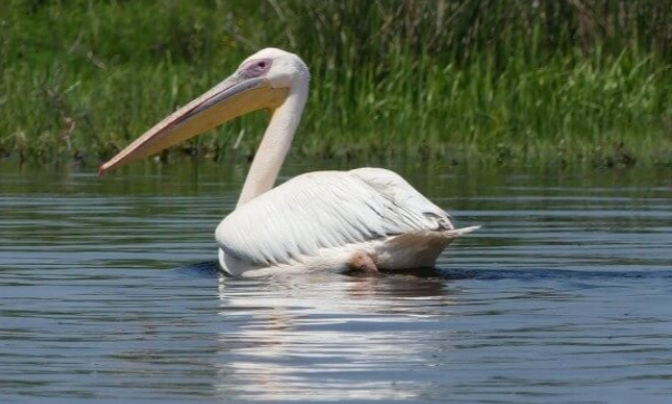Excursie de o zi in Delta Dunarii - descopera cea mai mare biodiversitate din tara
