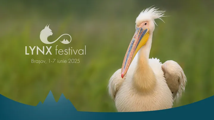 LYNX festival