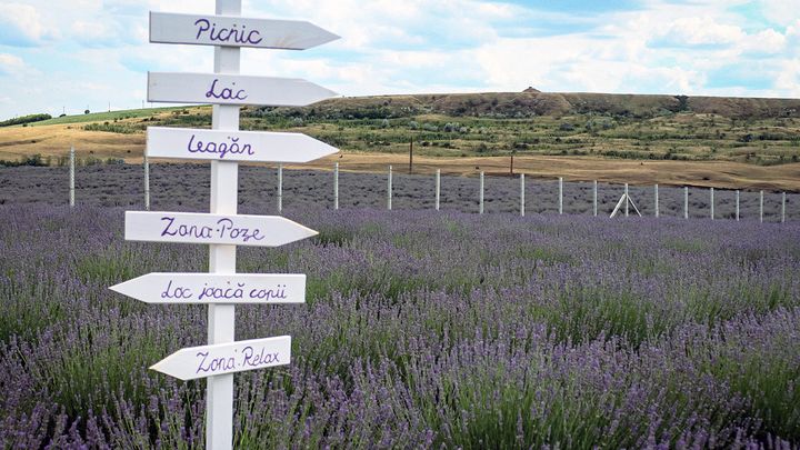 Iasi: Lavanda AURA Festival 12-14 iulie