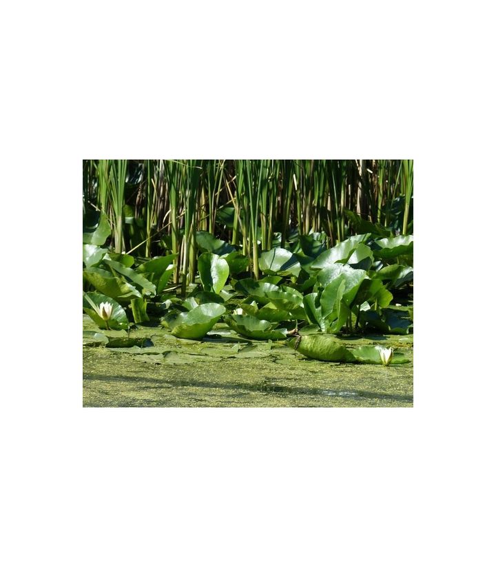 Descopera Delta Dunarii intr-o excursie de o zi